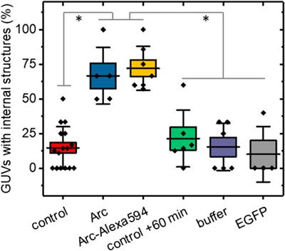 Membrane Remodeling by Arc/Arg3.1